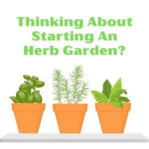 Thinking About Starting An Herb Garden?
