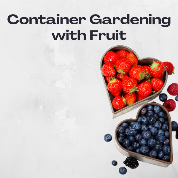 Heart-shaped containers filled with strawberries and blueberries on a light grey background, with the text "Container Gardening with Fruit."