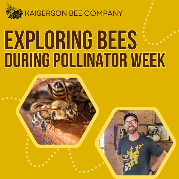 Promotional image for Kaiserson Bee Company showing "Exploring Bees During Pollinator Week" with pictures of a bee and a person.